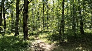 ЛЕСНАЯ КРАСОТА😍🌿🌳