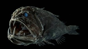 Что скрывают глубины Антарктиды? Рыбы-призраки, соляные ловушки и сияющие чудовища.