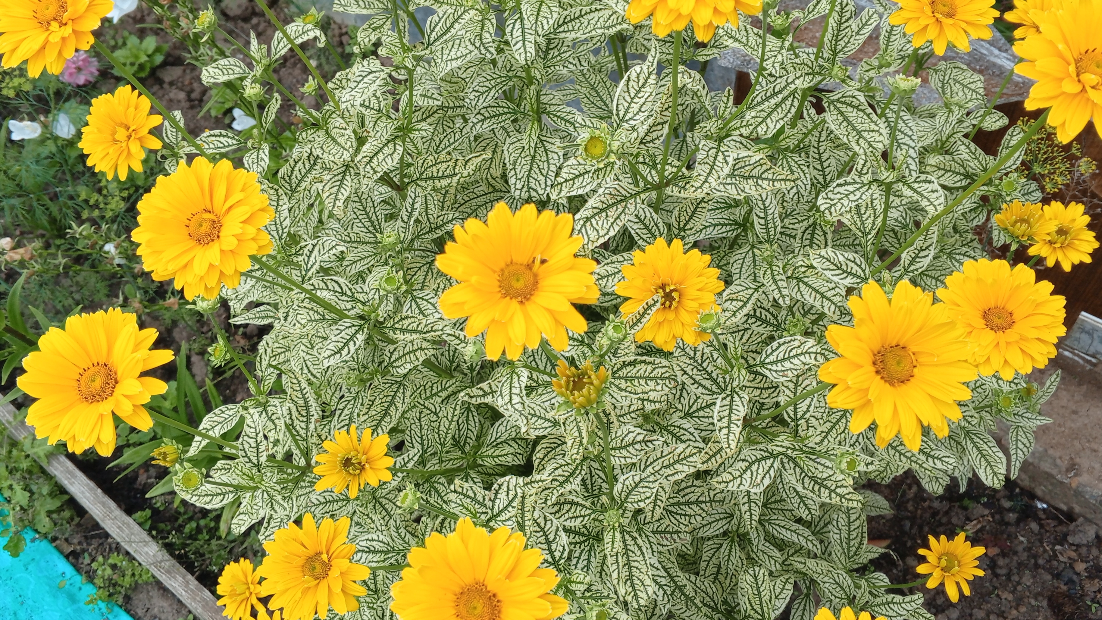 Купила маленькие баночки, оладьи для птиц. смотреть онлайн