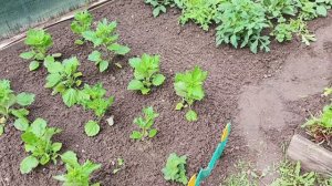 Сильный дождь ,моем машину ,полю грядки.