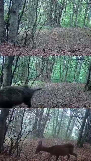 Медведь патрулирует, кабан спешит, косуля грациозничает — обычный день в лесу смотреть онлайн