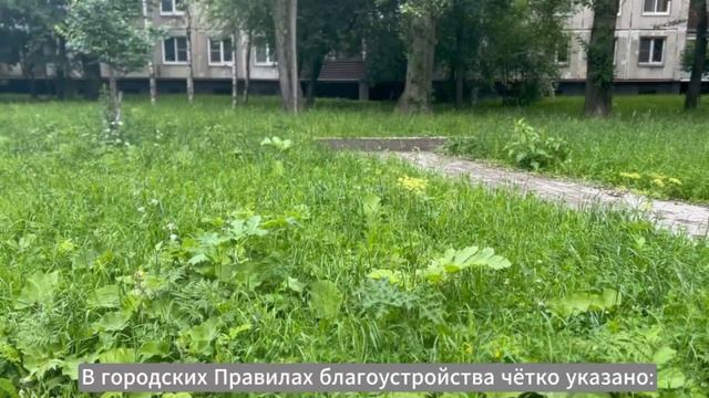 Как бороться с борщевиком?