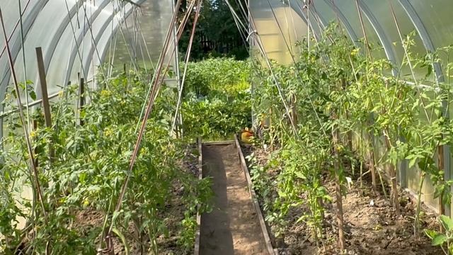 Что растет в саду? Садовые зарисовки 3 июля 25 года. Особенное лето смотреть онлайн