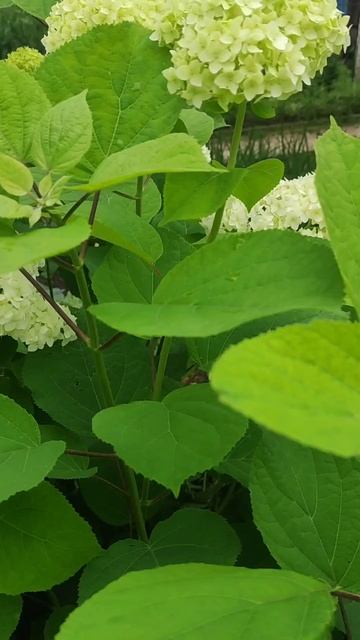 Прекрасная гортензия смотреть онлайн