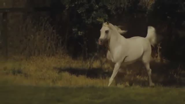 Далеко,далеко ускакала в поле молодая лошадь.. смотреть онлайн