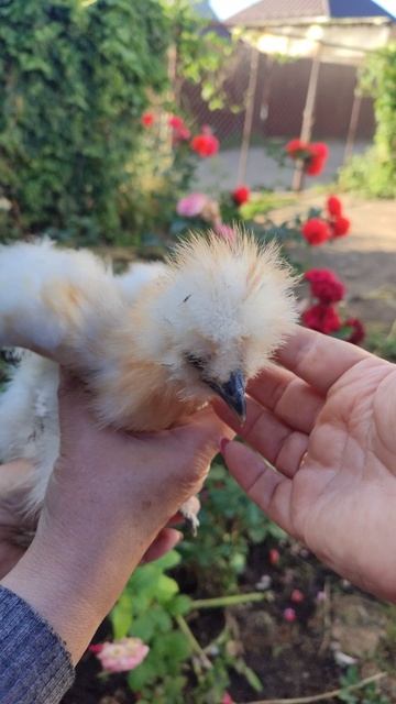 Китайская шёлковая курочка))) или петушок. смотреть онлайн