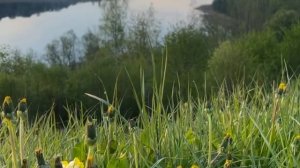 РУССКОЕ НЕБО. ЮЛИЯ МИХАЛЬЧИК.