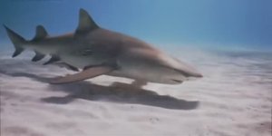 ... Почему в Чёрном море нет Акул...