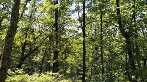 ЗВУКИ ЛЕСА🌿