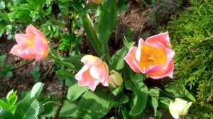 Наташа Королёва — Жёлтые тюльпаны