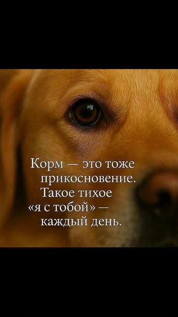 С заботой о Вас и ваших питомцах, команда Gold Takin ❤️