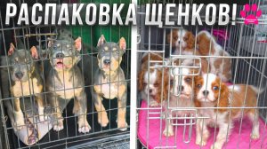 Распаковка 10 щенков! Мы видим их впервые! Кавалер Кинг Чарльз Спаниели и Американские Булли!