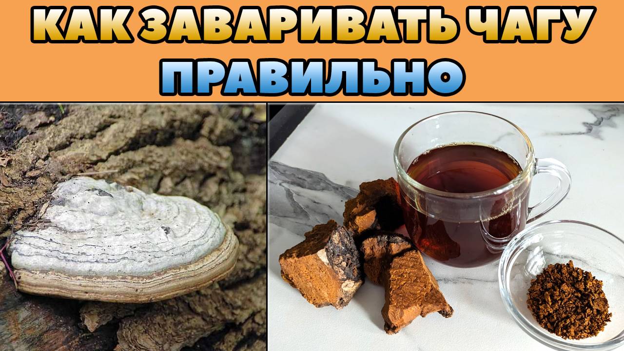 Как Заваривать Чагу Правильно Пропорции Для Чая В Домашних Условиях смотреть онлайн