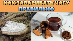 Как Заваривать Чагу Правильно Пропорции Для Чая В Домашних Условиях