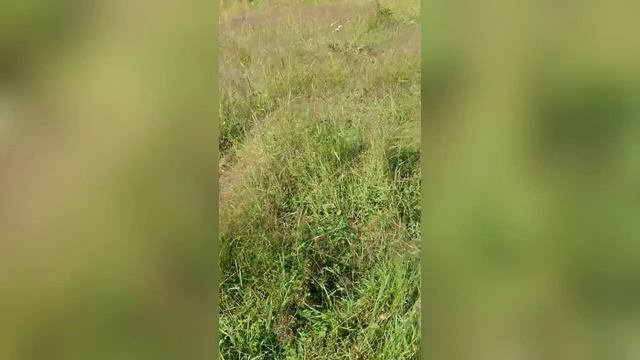 Следы медведя на кордоне Байгазан смотреть онлайн