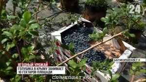 Синяя экзотика: сбор голубики завершают в Крыму