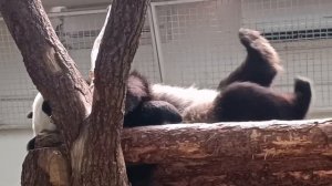 🐼 Панда Катюша лениво валяется и выслушивает комплименты.

Настоящая светская львица.