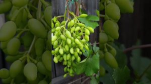 На винограде милдью и оидиум, чем лучше обработать