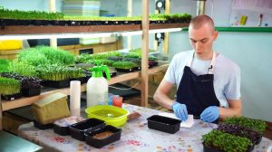 Как вырастить микрозелень редиса?