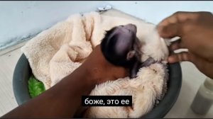 Как проведёшь первый день с питомцем, так ваша совместная жизнь ... 1000019114.mp4