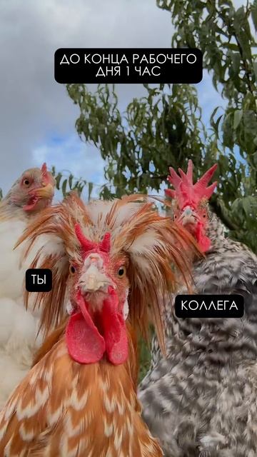 ЕЕ ВЕЛИЧЕСТВО ПЯТНИЦА #видео #анимация #видеоролик #заказатьролик #анимация #съёмка #юмор смотреть онлайн