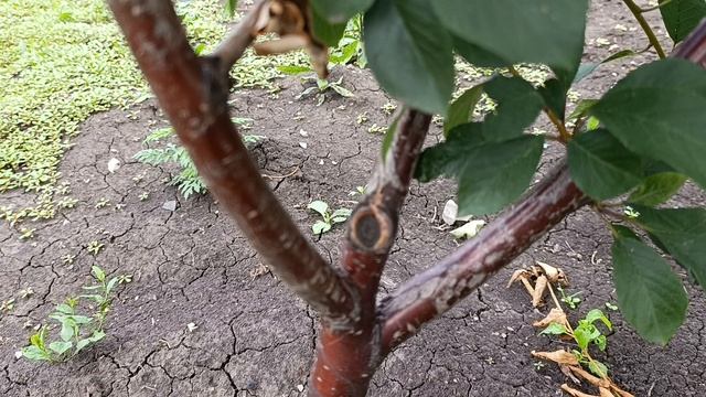 Летняя формирующая обрезка сада у моего клиента. смотреть онлайн