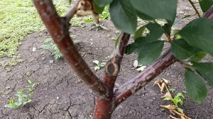 Летняя формирующая обрезка  сада у моего клиента.