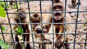 Этим капуцинам НУЖЕН ФИНИК! Они даже отказались брать у нас угощения увидев на руках нашего Финю!