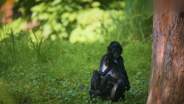 Trekkrrholymountain & Weeping Wi11ow - Scissorhands смотреть онлайн