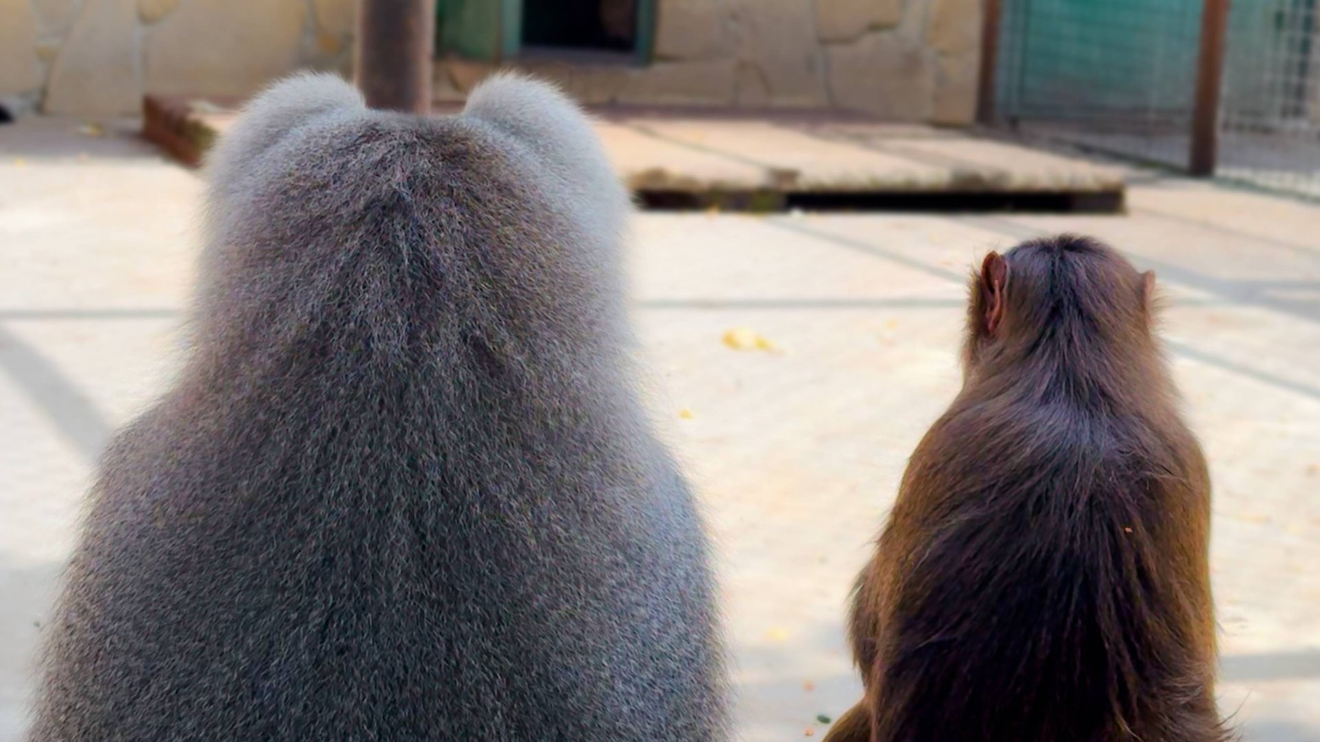 Это видео ВАМ НЕ ПОНРАВИТСЯ! День праведного гнева и святой инквизиции! Фанатикам Люси приготовиться смотреть онлайн