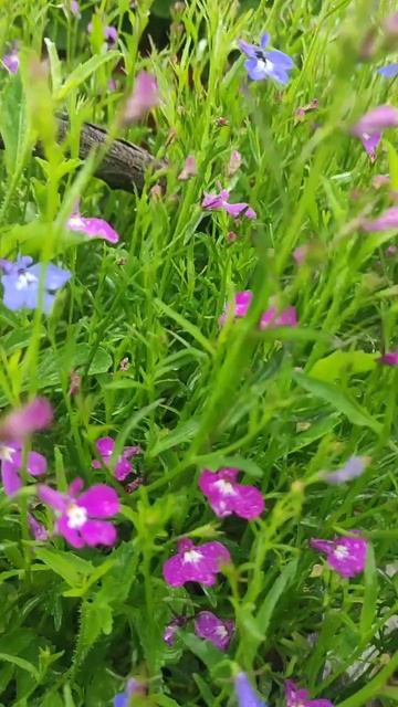 Лобелия под дождем прекрасна смотреть онлайн