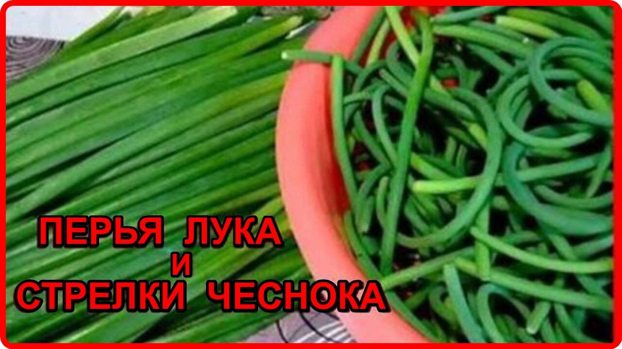 Заготовки на зиму ПЕРЬЯ ЗЕЛЕНОГО ЛУКА И ЧЕСНОЧНЫЕ СТРЕЛКИ. Как будто что только сорвана с грядки. смотреть онлайн