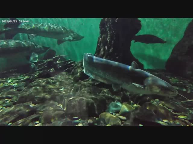 Приморский океанариум (новый) смотреть онлайн