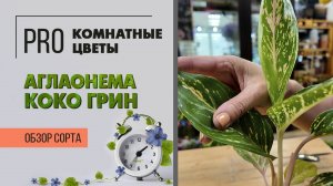 Аглаонема Коко Грин. Обзор сорта. Интересное комнатное растение с необычной расцветкой.