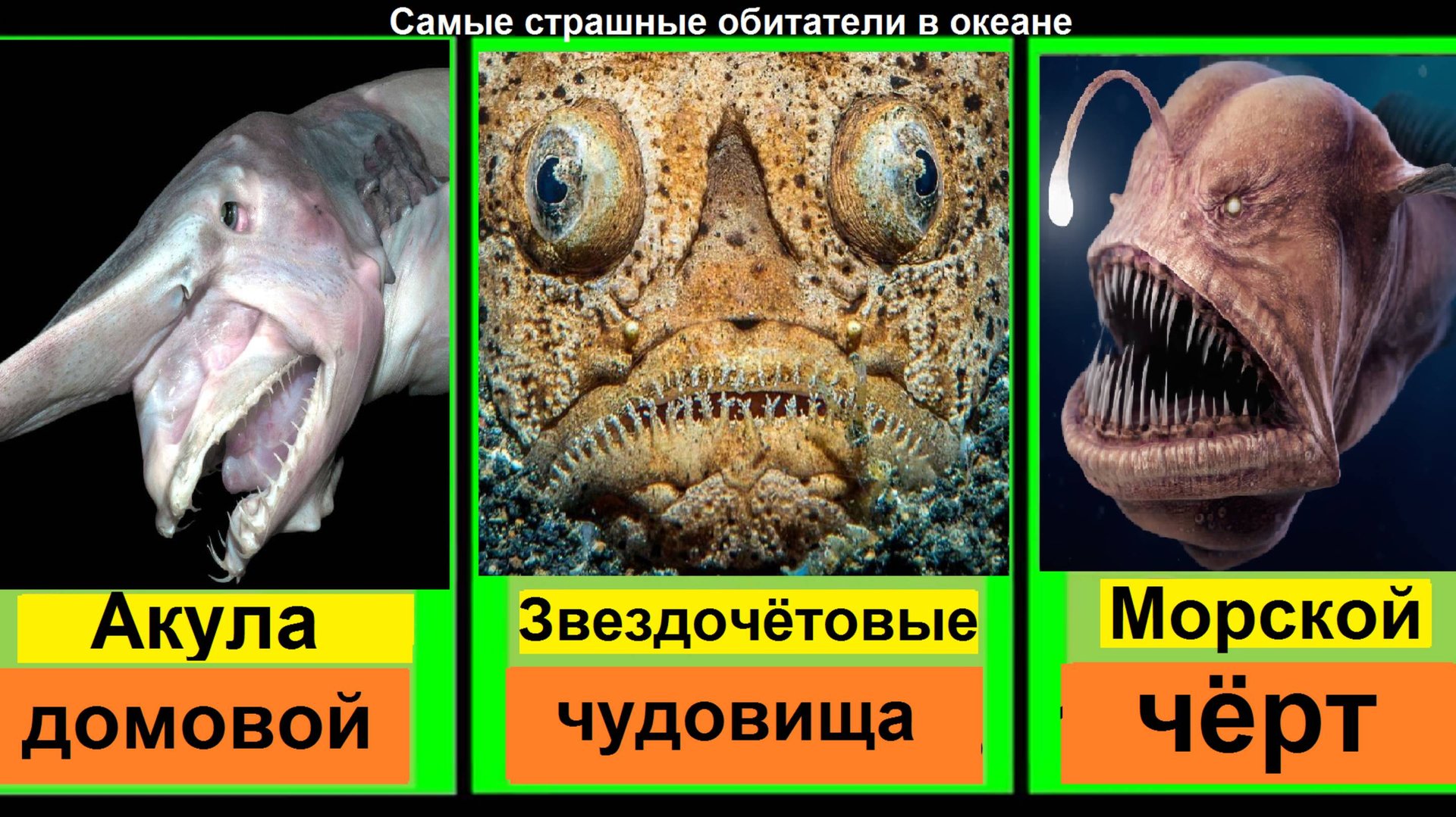 Самые страшные обитатели океана! Только не пугайтесь! смотреть онлайн
