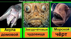 Самые страшные обитатели океана! Только не пугайтесь!