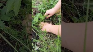 как мы ходили за грибами