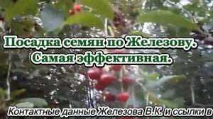 Посадка семян по Железову. Самая эффективная.