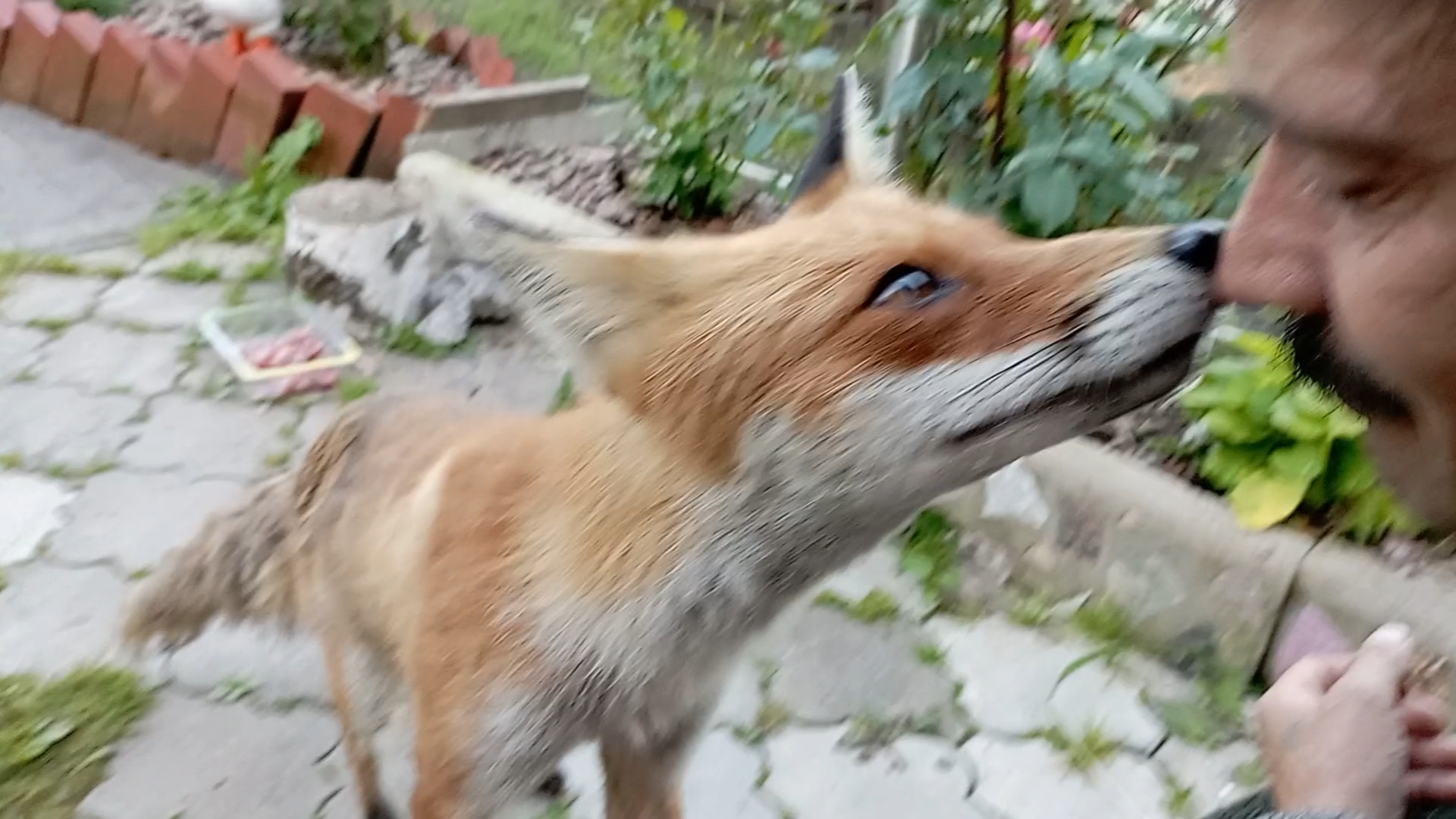 (1057) Лиса приходит в гости . Июль 2025 смотреть онлайн