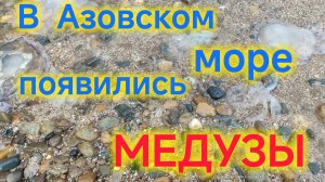 Отдых в Ейске/Медузы в МОРЕ/Температура воды/Цены на ФРУКТЫ/Замена пола на летней веранде