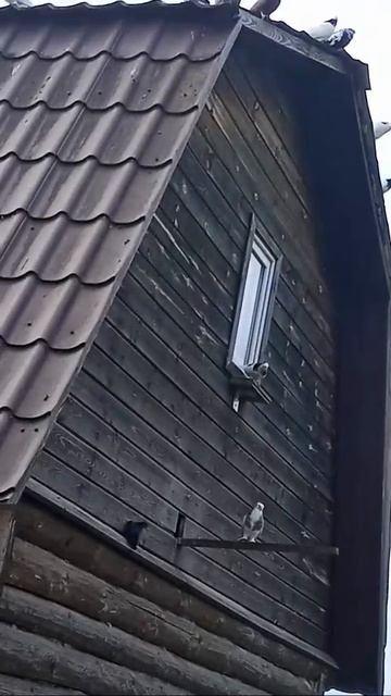 куры, голуби🐓 смотреть онлайн