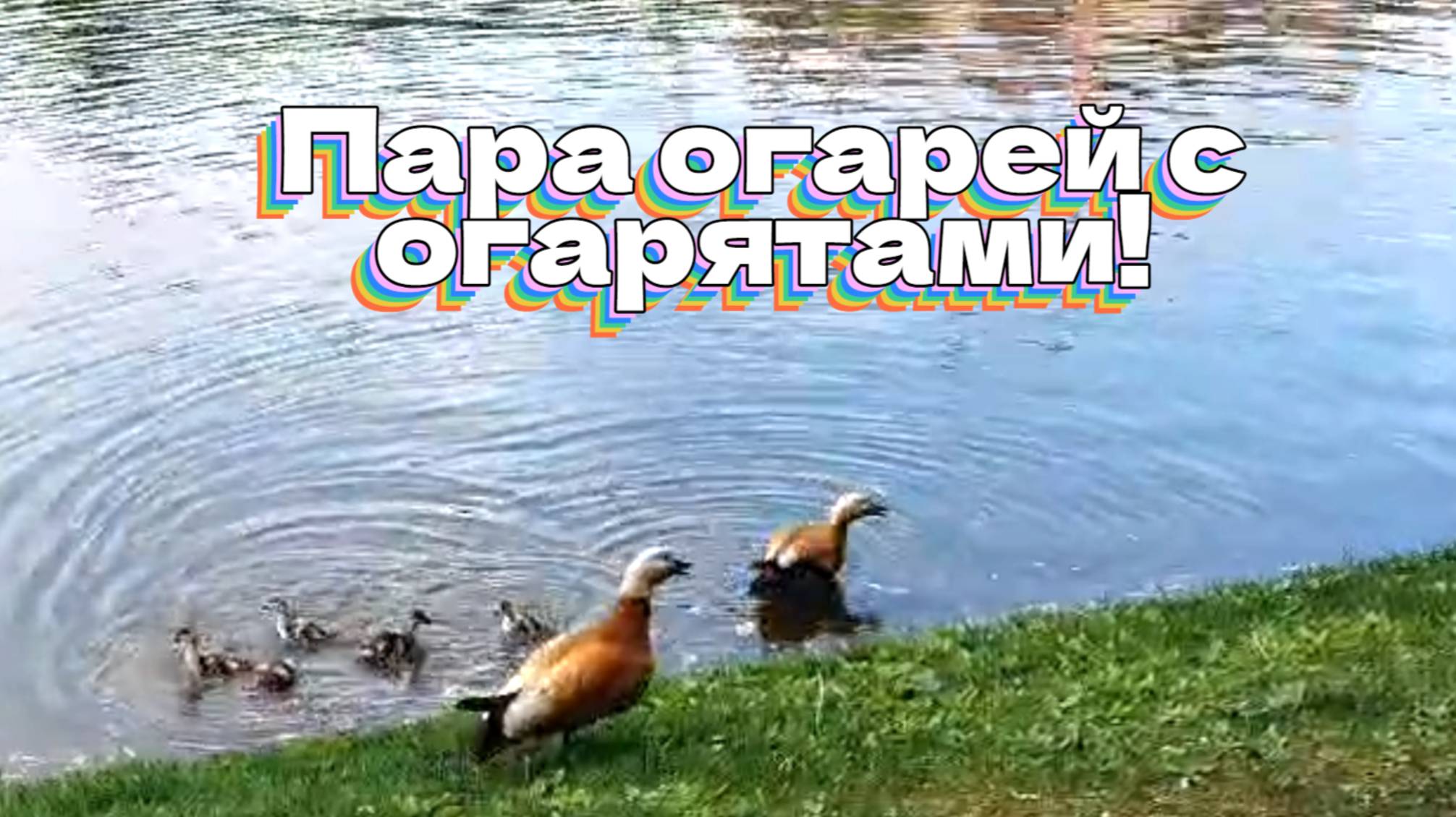 Пара огарей с огарятами смотреть онлайн