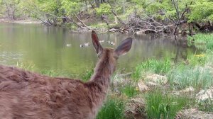 Пятнистый олень и свиязи на воде