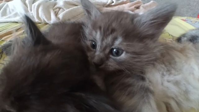 Котята 2021 смотреть онлайн