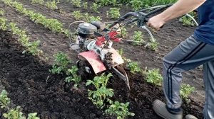 Междурядная обработка картофеля мотоблоком с фрезами.      Результат очередного окучивания картофеля