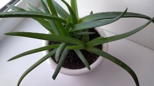 Алоэ как ухаживать.