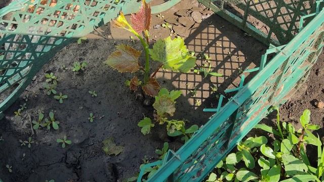 Результаты прививок винограда 2025