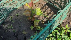 Результаты прививок винограда 2025