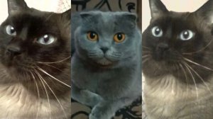 ЭТИ ЖИВОТНЫЕ ОБЛАДАЮТ ДАРОМ ЦЕЛИТЕЛЬСТВА, СВЕРХЪЕСТЕСТВЕННОЙ СИЛОЙ ИЗЛЕЧИВАЯ И СПАСАЯ ОТ СМЕРТИ ч 1