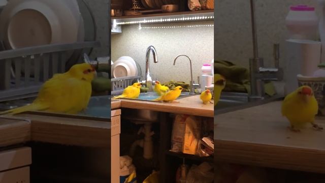 Купание Кеши, Даши и деток смотреть онлайн
